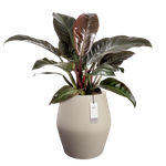 june split high 46cm greige